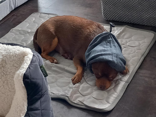 Zufriedener Hund