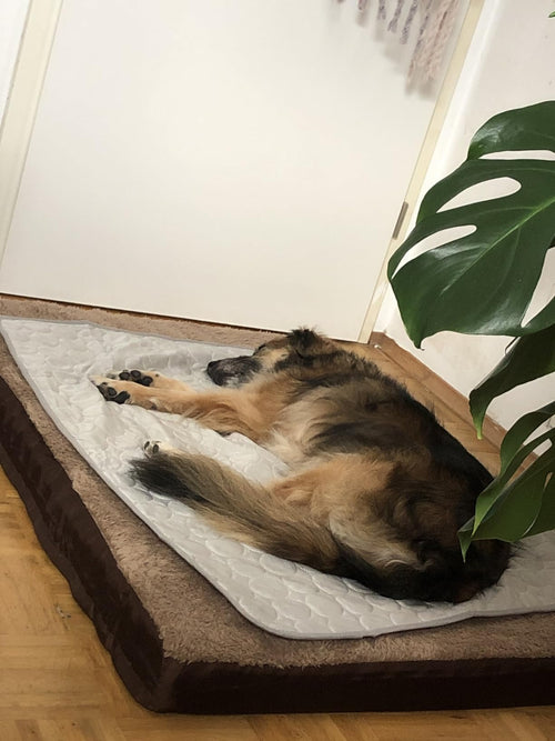 Zufriedener Hund