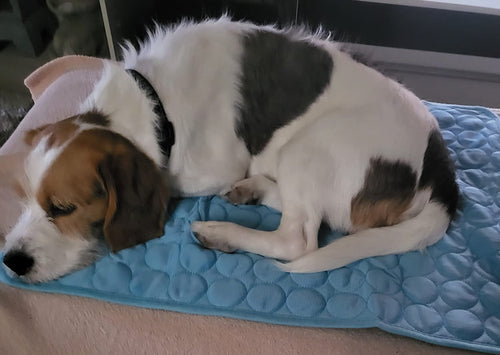 Zufriedener Hund