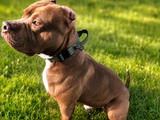 Reflektierendes Hundehalsband mit Schnellverschluss – sicher sichtbar beim Gassi gehen Bild 3