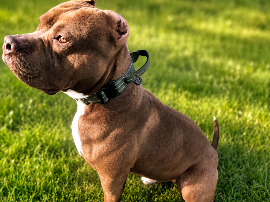 Reflektierendes Hundehalsband mit Schnellverschluss – sicher sichtbar beim Gassi gehen (3)