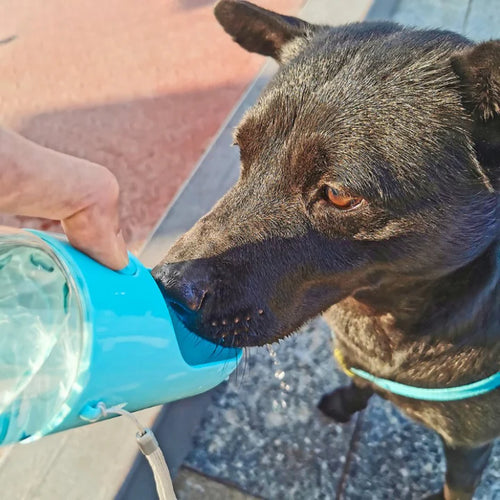 Zufriedener Hund
